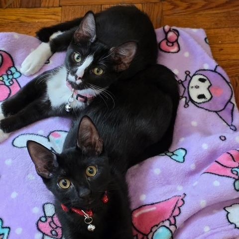 Enlarge Finn and Fiona, a Adopted Domestic Short Hair in bronx, NY image 4/6