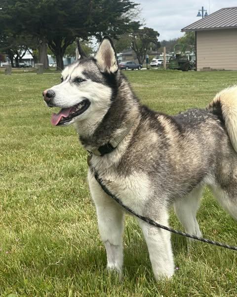 Nova, an adoptable Husky in Crescent city, CA, 95531 | Photo Image 1
