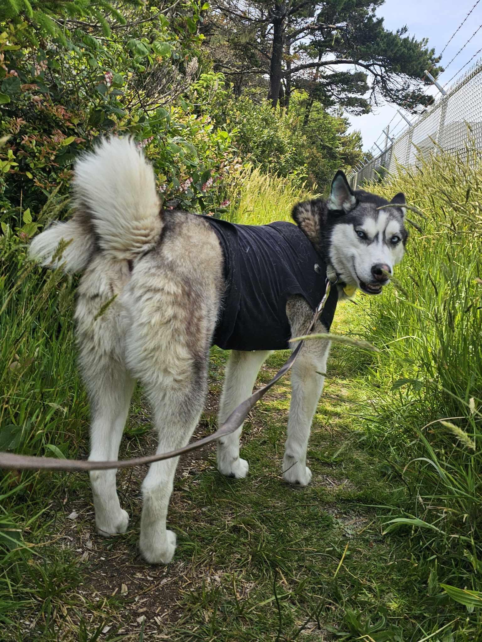 Nova, an adoptable Husky in Crescent city, CA, 95531 | Photo Image 5