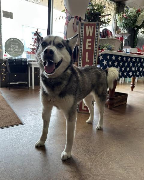 Nova, an adoptable Husky in Crescent city, CA, 95531 | Photo Image 3