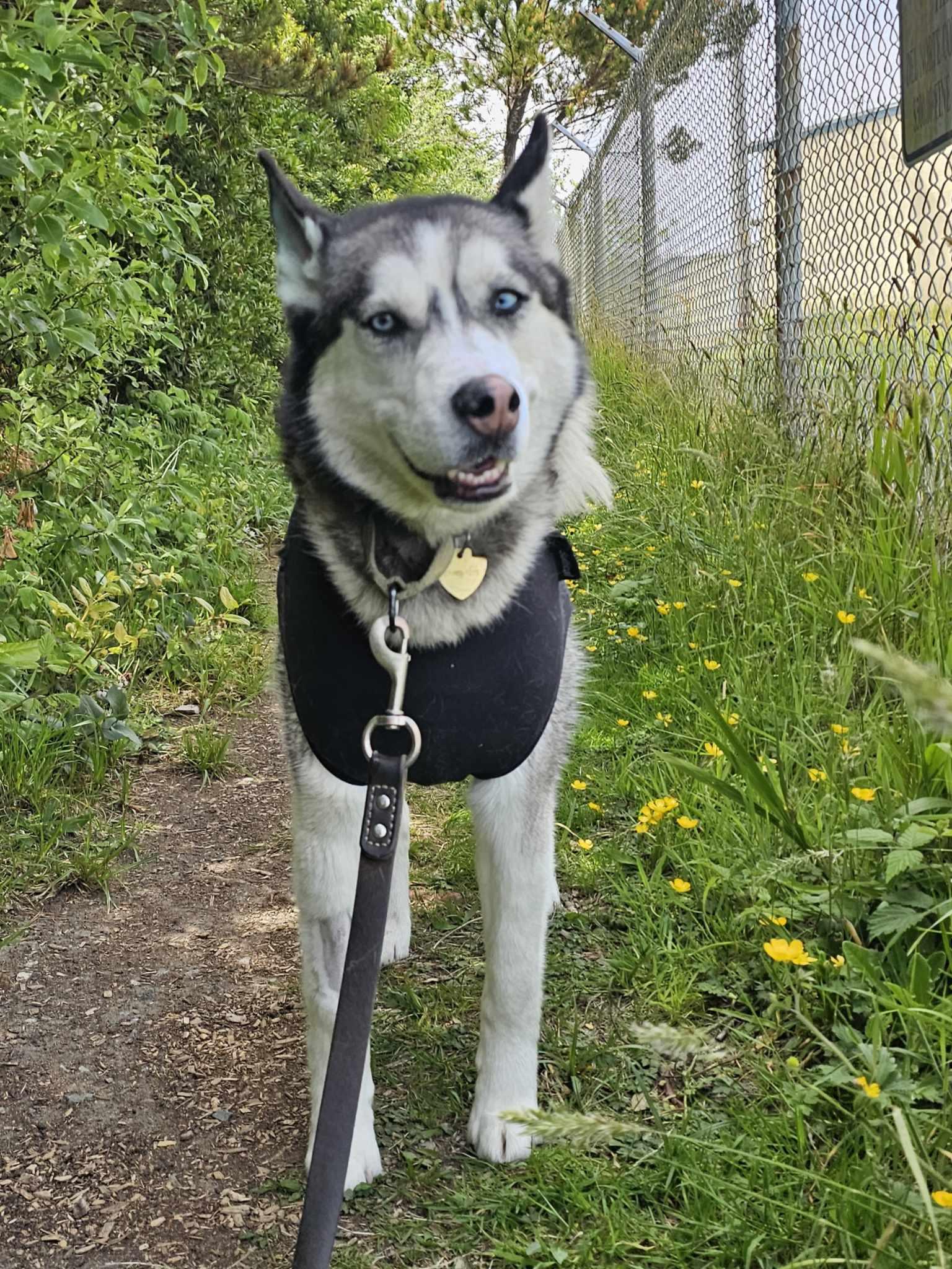 Nova, an adoptable Husky in Crescent city, CA, 95531 | Photo Image 6