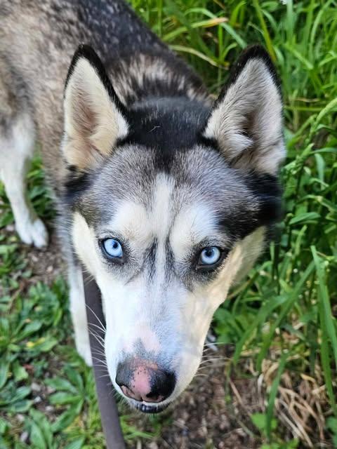 Nova, an adoptable Husky in Crescent city, CA, 95531 | Photo Image 4