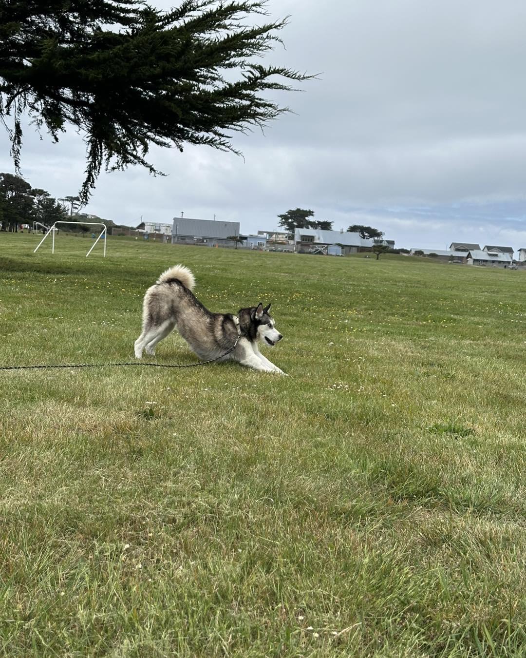 Nova, an adoptable Husky in Crescent city, CA, 95531 | Photo Image 2