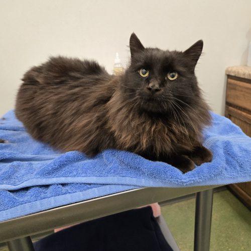 Benito, Adoptable, Adult Male Maine Coon & Domestic Long Hair.