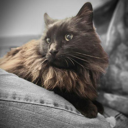 Benito, a Adoptable mixed breed in Knoxville, TN image 2/5