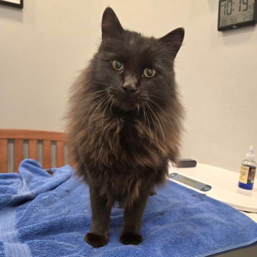 Benito, a Adoptable mixed breed in Knoxville, TN image 5/5