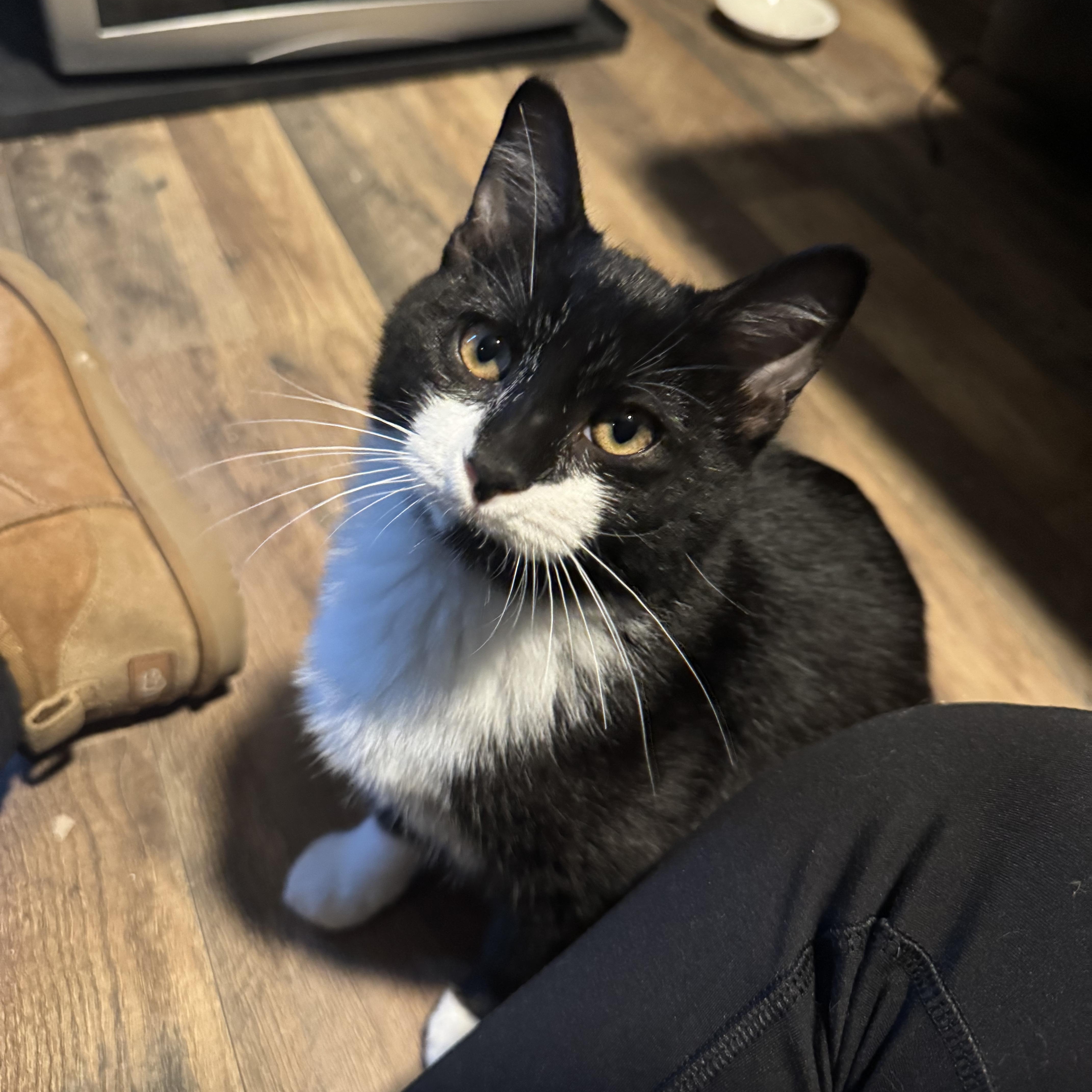 Lexi and Tux (bonded pair), ADOPTABLE, Young Male Domestic Short Hair.