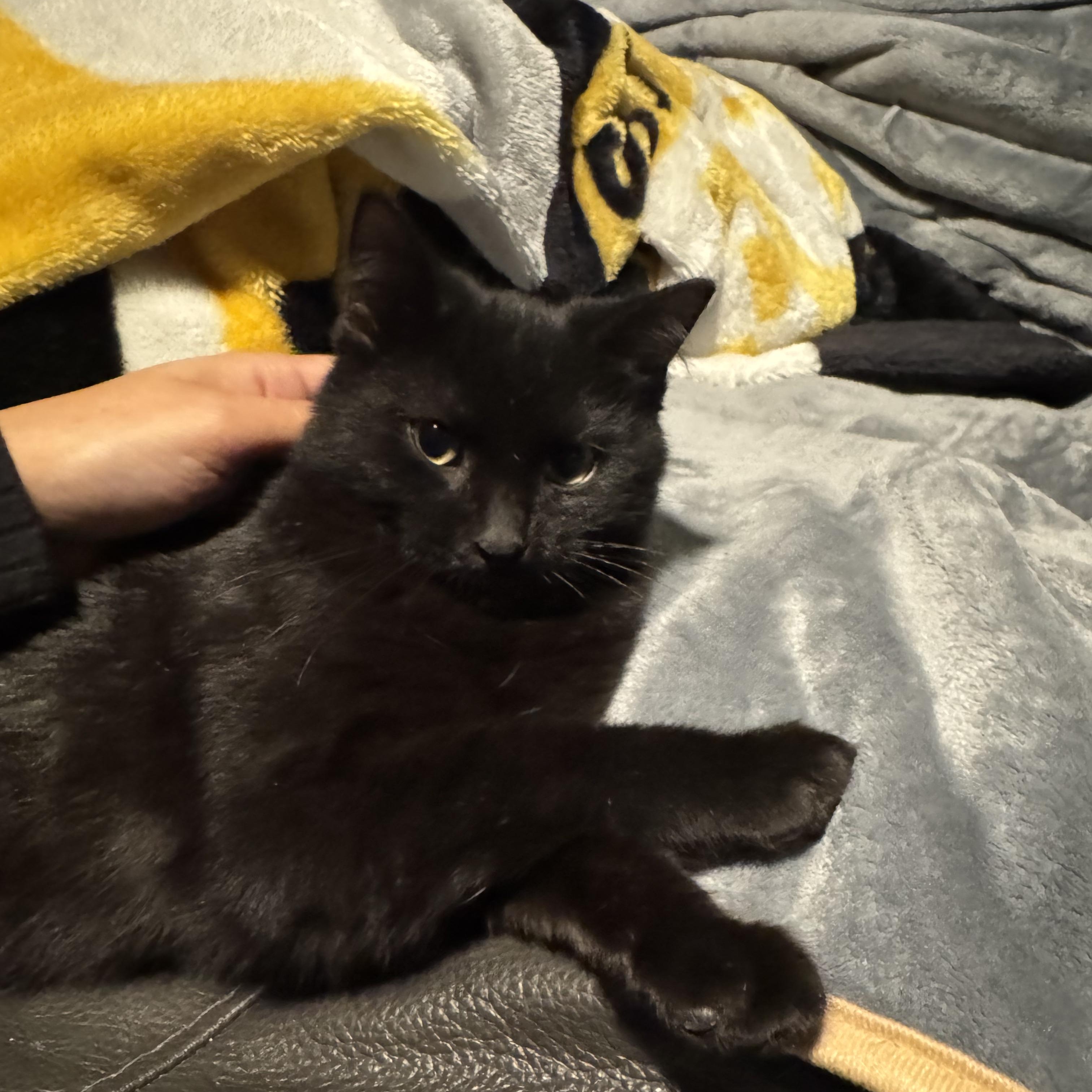 Enlarge Lexi and Tux (bonded pair), a ADOPTABLE Domestic Short Hair in Allen, TX image 2/6