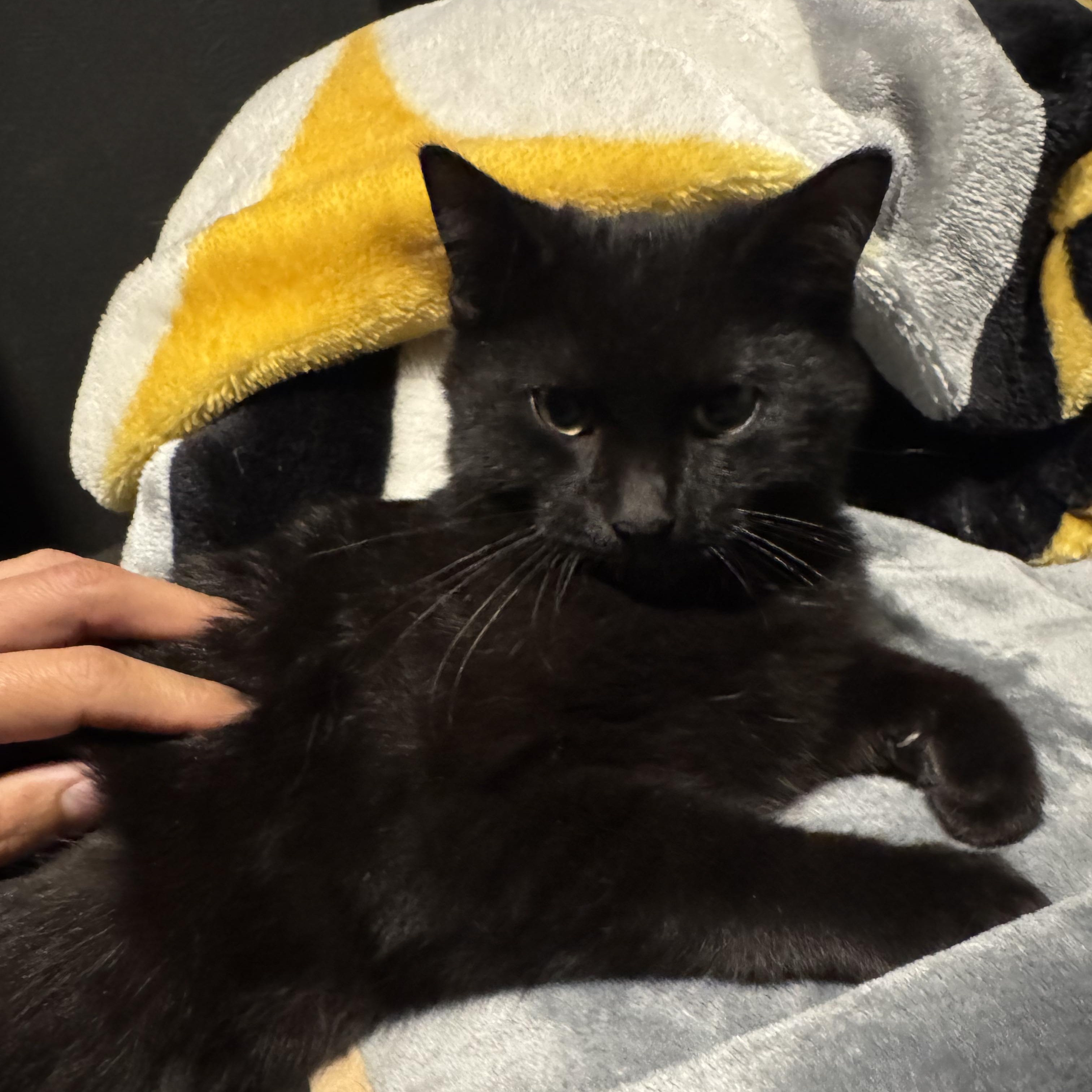 Enlarge Lexi and Tux (bonded pair), a ADOPTABLE Domestic Short Hair in Allen, TX image 4/6