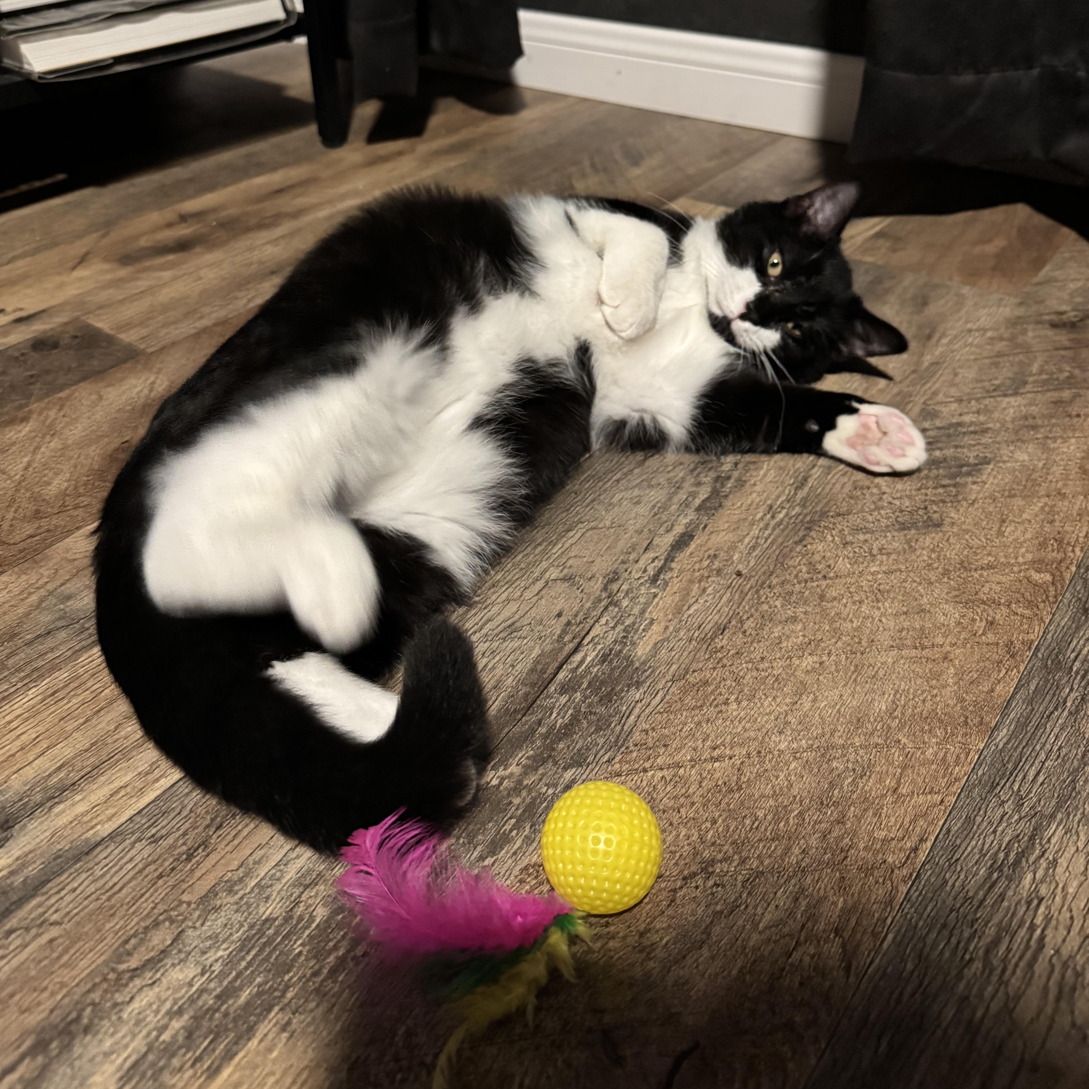 Enlarge Lexi and Tux (bonded pair), a ADOPTABLE Domestic Short Hair in Allen, TX image 5/6