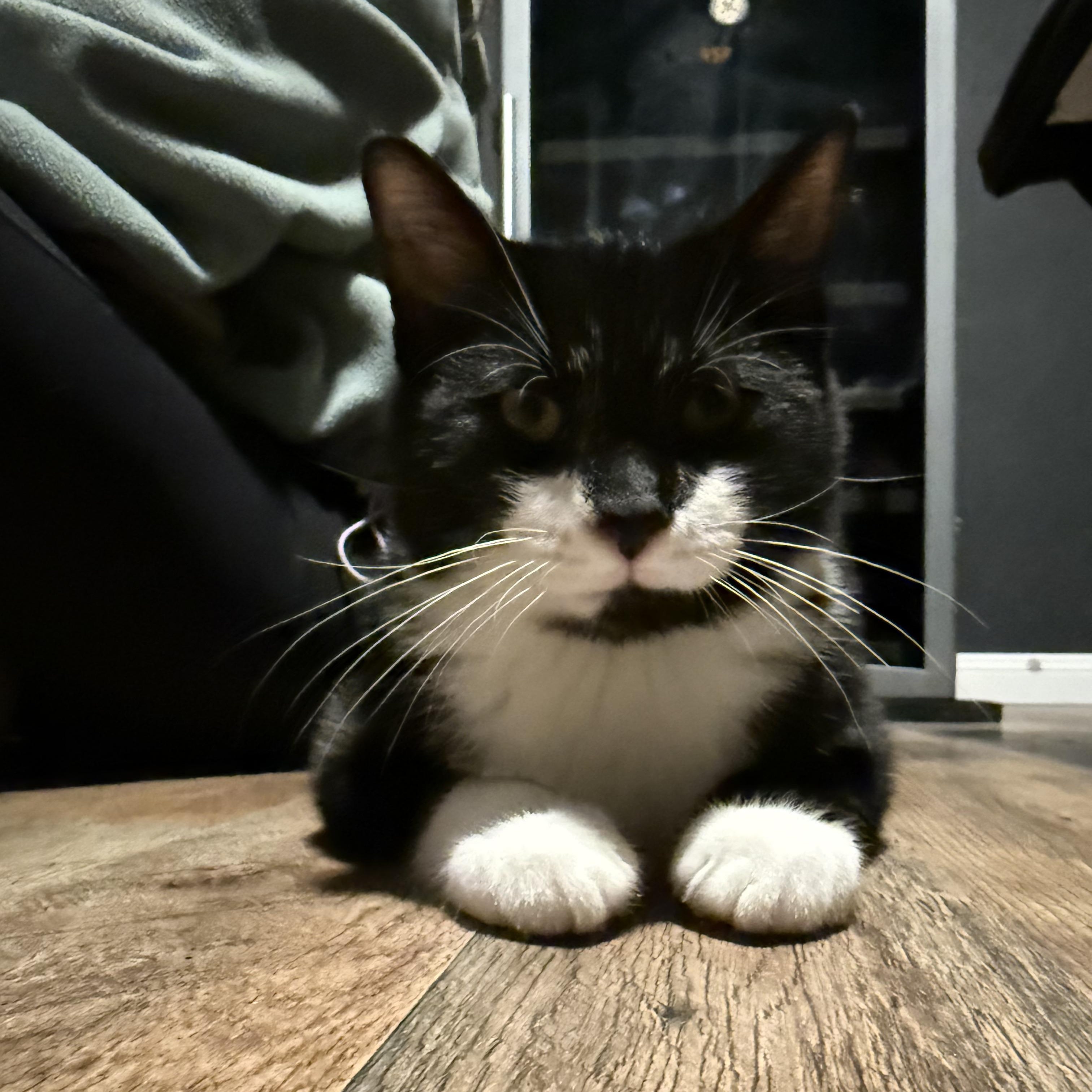 Enlarge Lexi and Tux (bonded pair), a ADOPTABLE Domestic Short Hair in Allen, TX image 6/6