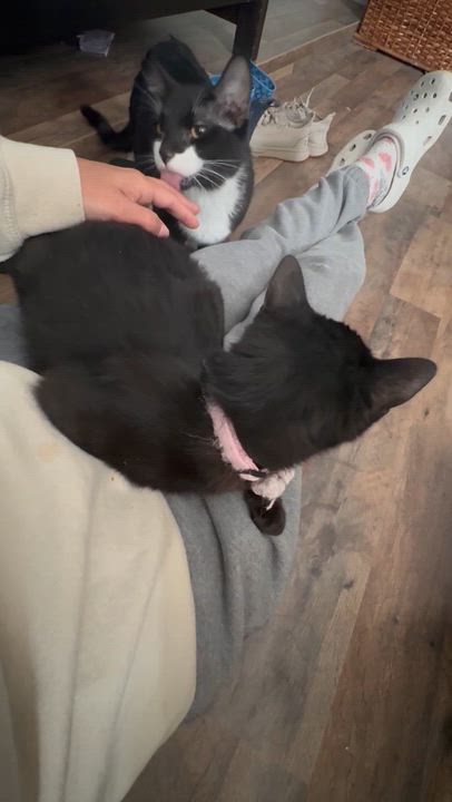 Enlarge Lexi and Tux (bonded pair), a ADOPTABLE Domestic Short Hair in Allen, TX video 3/6