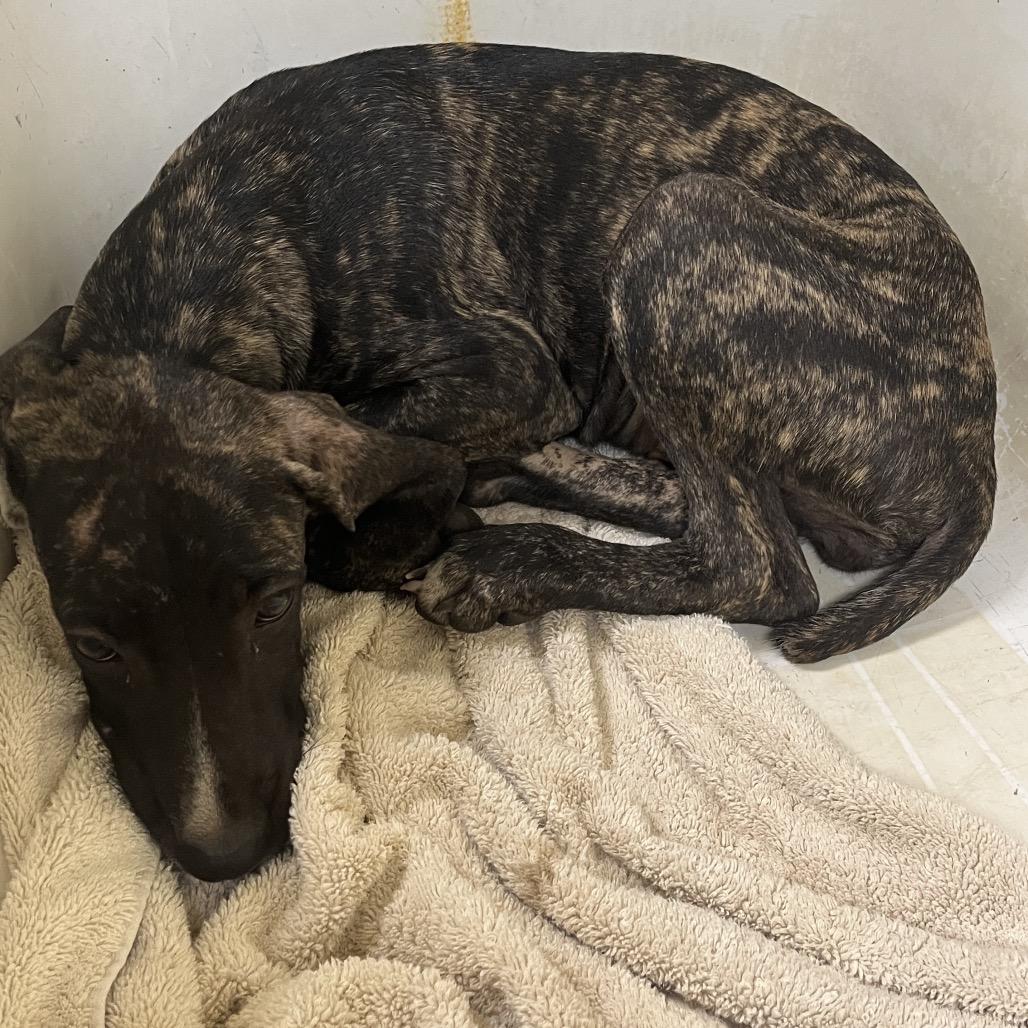 Enlarge Maple, a Adoptable mixed breed in Palestine, TX image 1/1