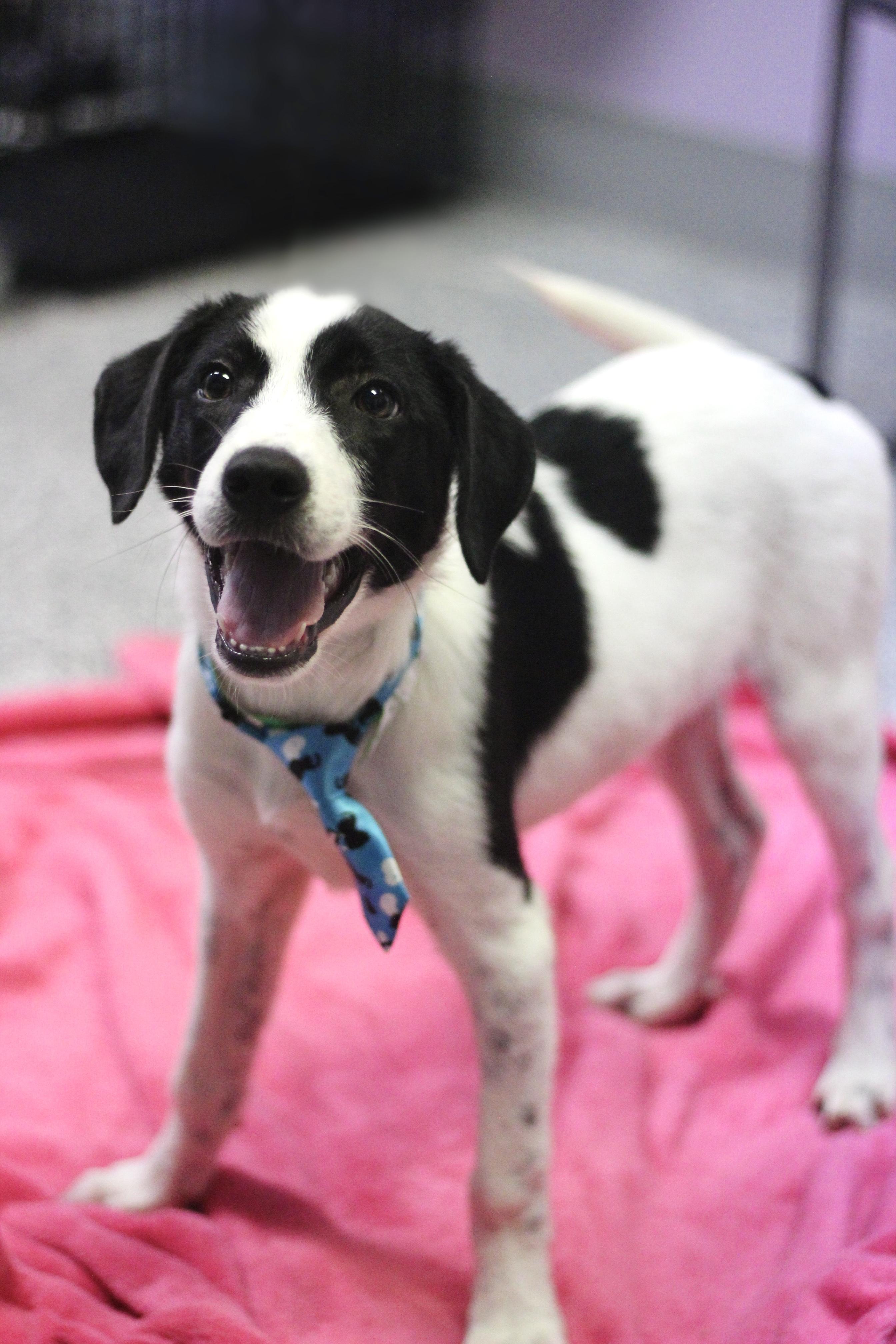 Cash in NH. Come Meet our Adoptable Dogs Wednesday-Saturday. More info in Bio, ADOPTABLE, Puppy Male Labrador Retriever.