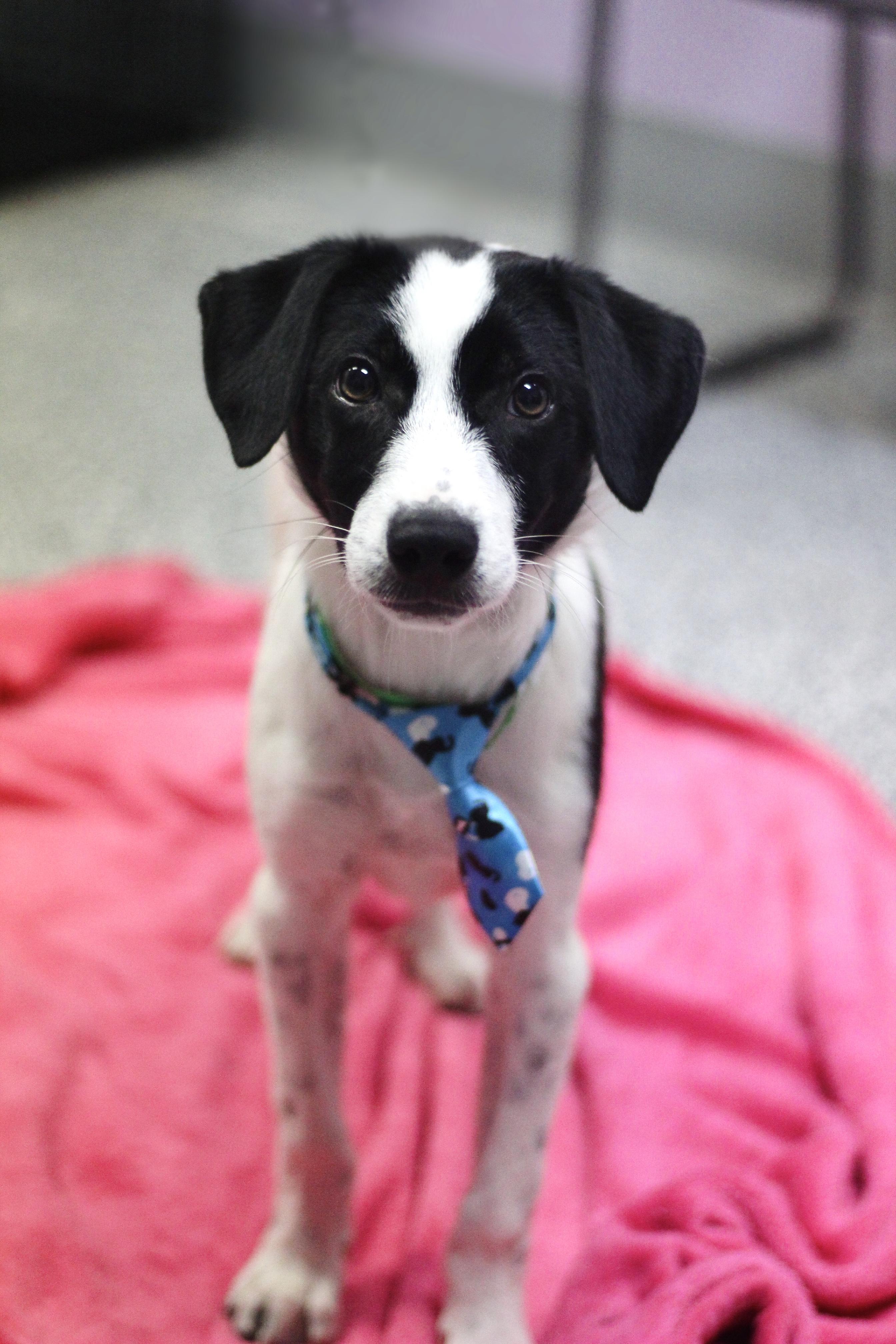 Cash in NH. Come Meet our Adoptable Dogs Wednesday-Saturday. More info in Bio, a ADOPTABLE mixed breed in Manchester, NH image 2/2