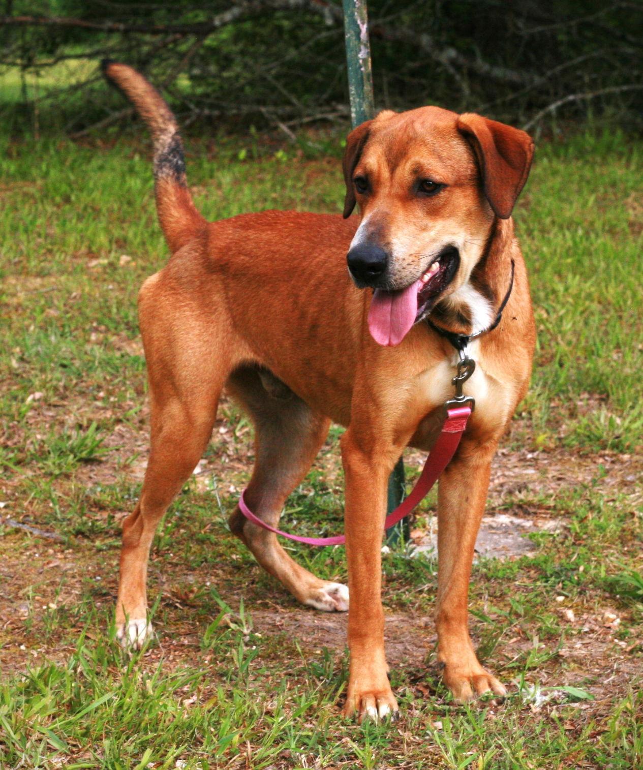 Oscar, a Adoptable mixed breed in Attalla, AL image 1/3
