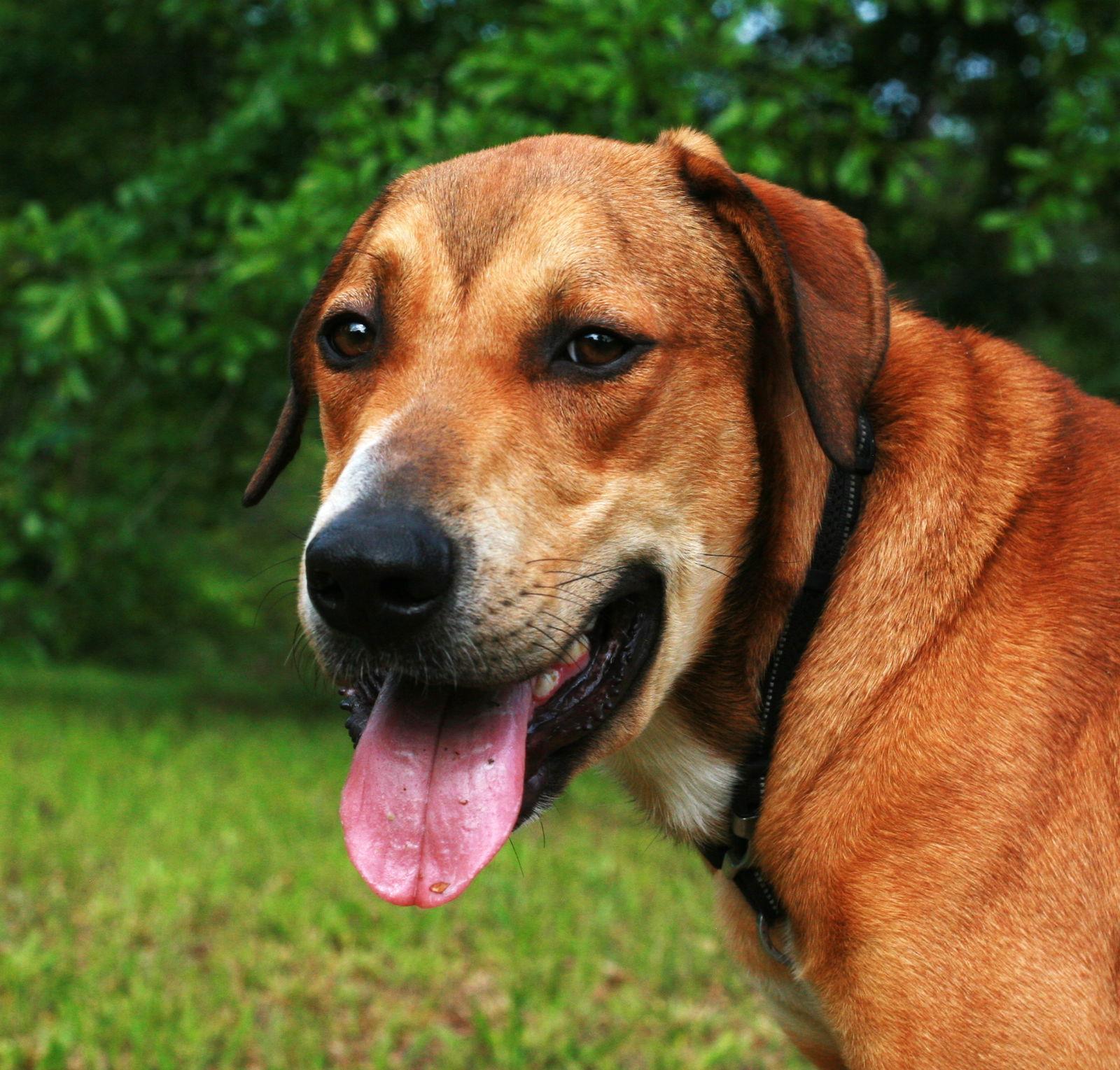 Oscar, a Adoptable mixed breed in Attalla, AL image 2/3