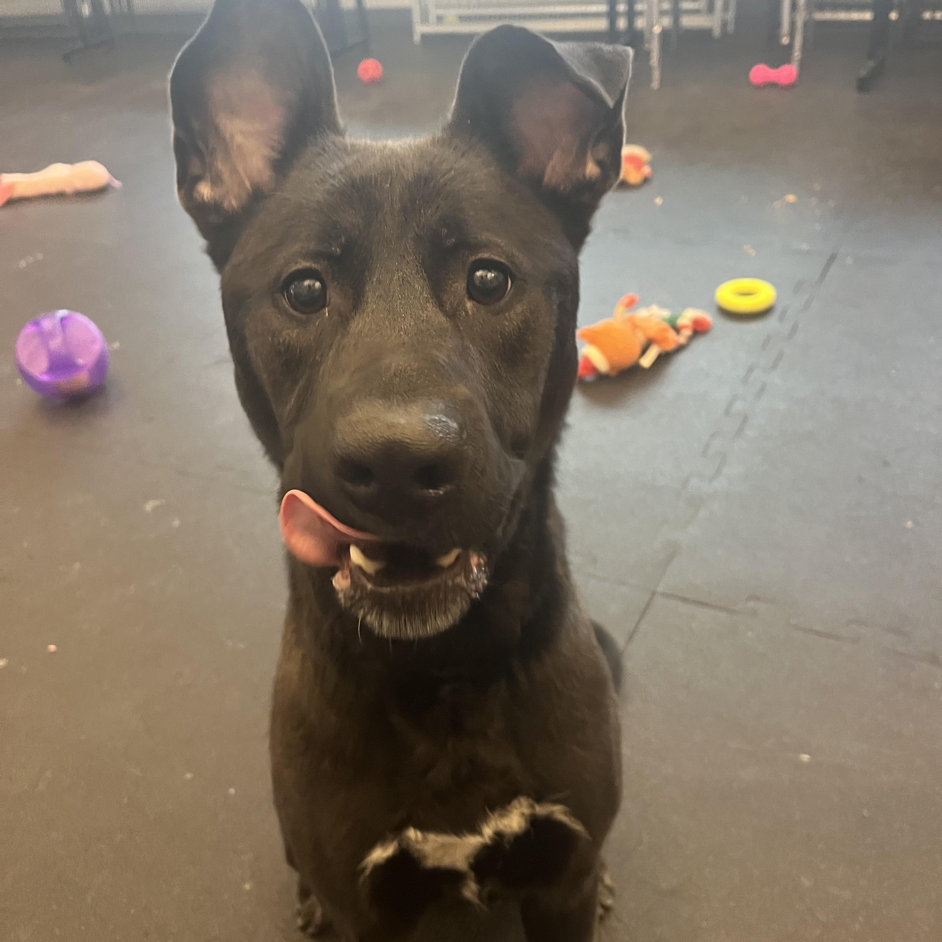 Rookie, a ADOPTABLE mixed breed in Cedar Rapids, IA image 2/2