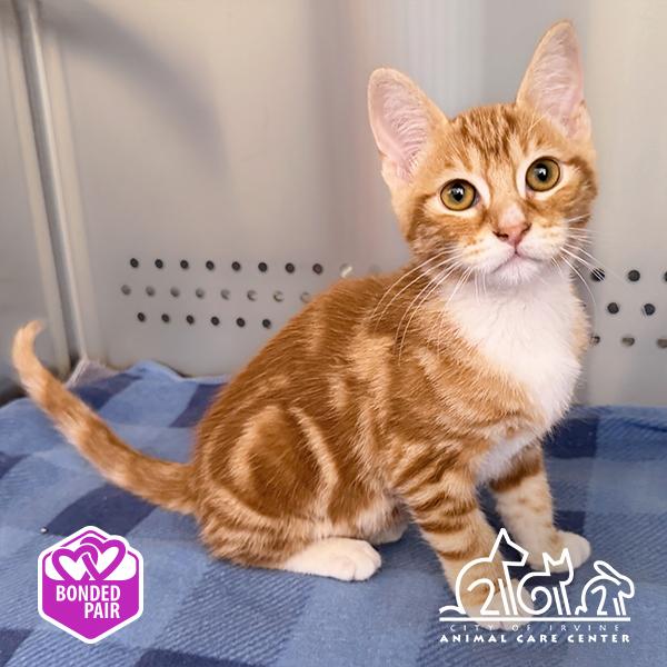 RON, Adoptable, Kitten Male Domestic Short Hair.
