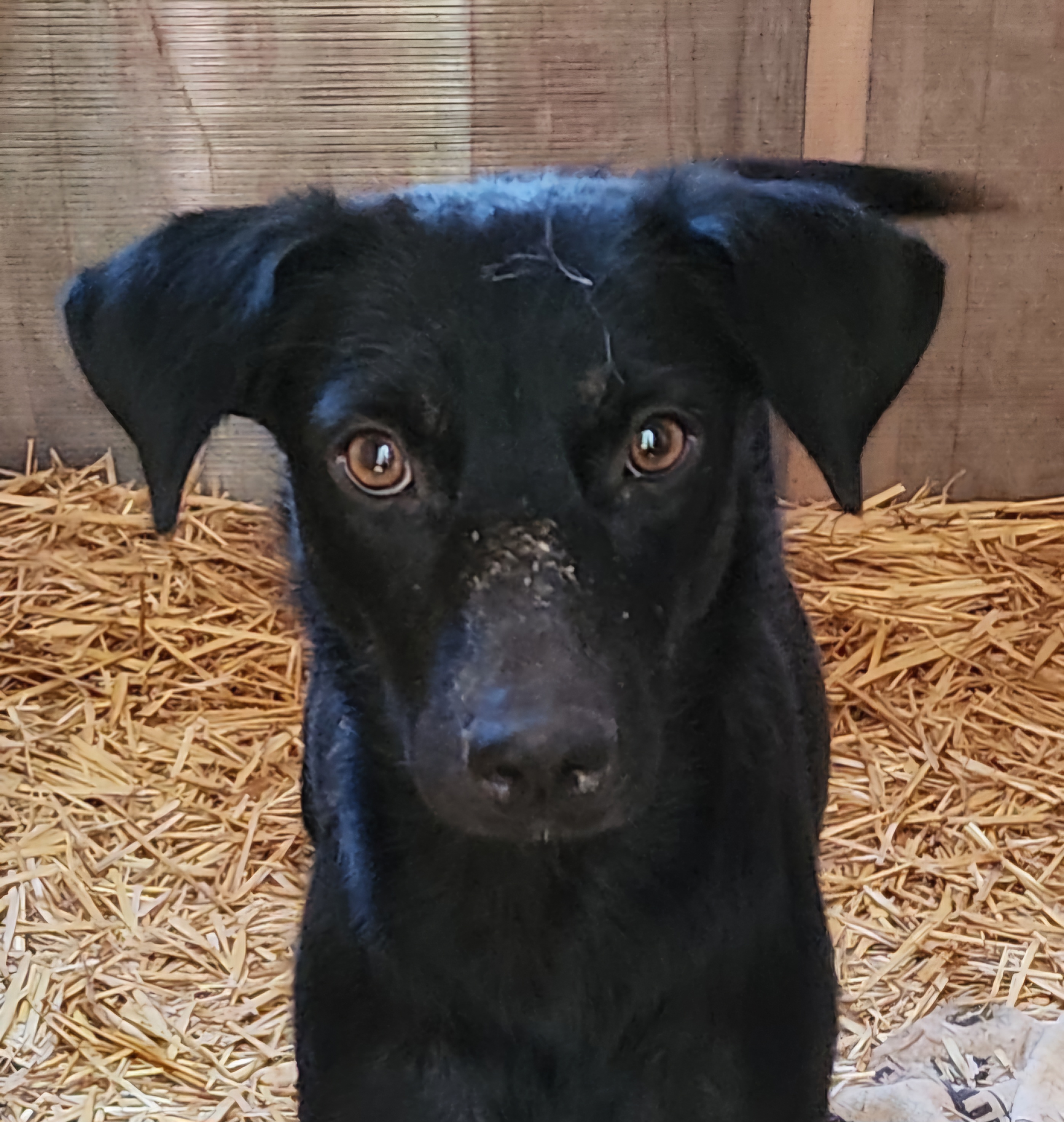 Dolly, an adopted Border Collie & Black Labrador Retriever Mix in Lafayette, CA_image-1