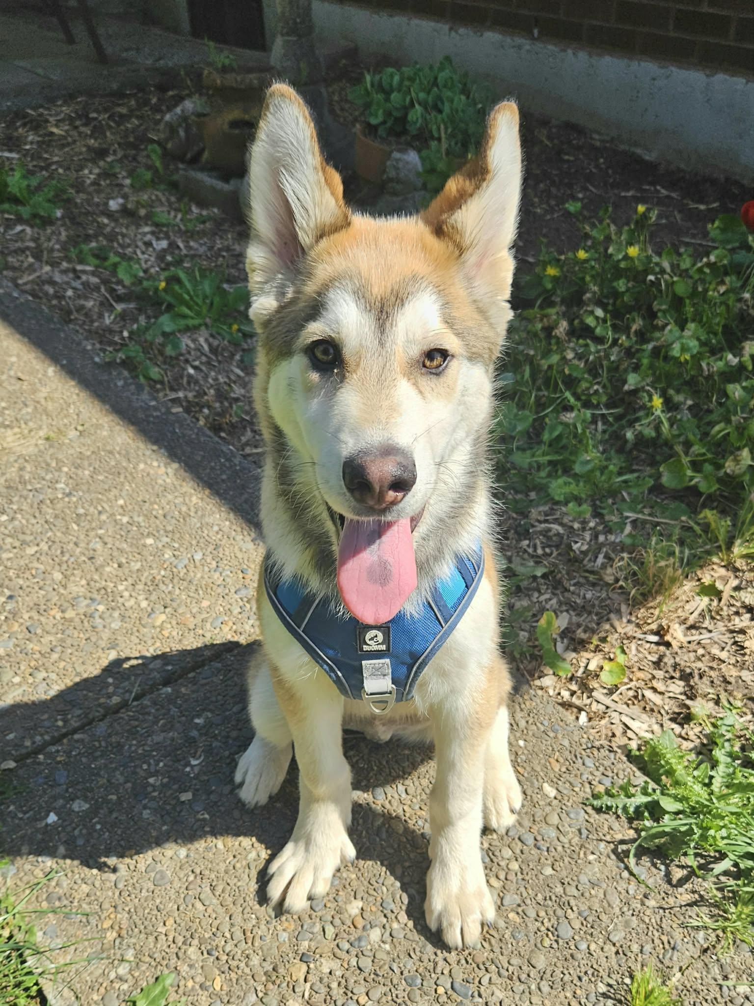 Enlarge Leo, a ADOPTABLE mixed breed in Vancouver , WA image 6/6