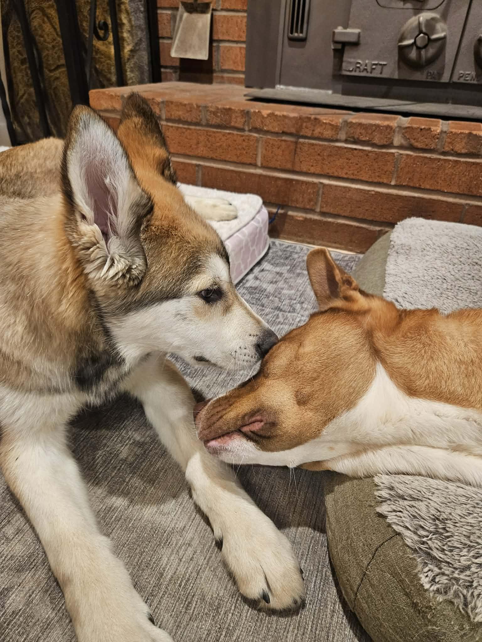 Enlarge Leo, a ADOPTABLE mixed breed in Vancouver , WA image 5/6