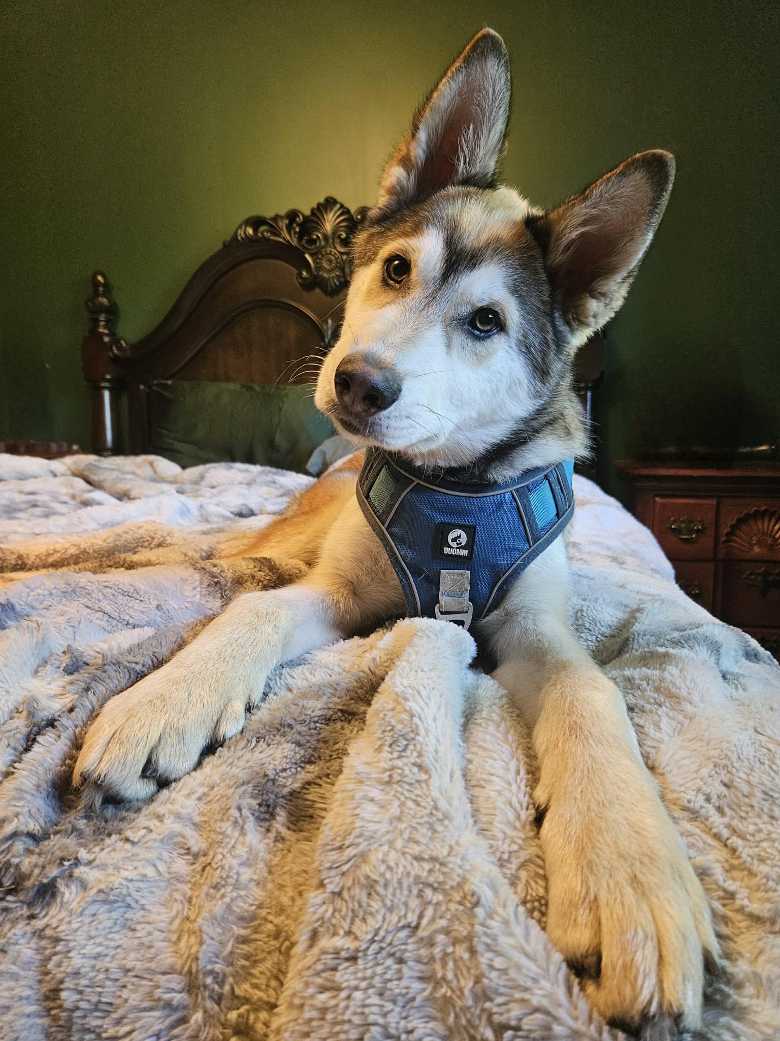 Enlarge Leo, a ADOPTABLE mixed breed in Vancouver , WA image 1/6