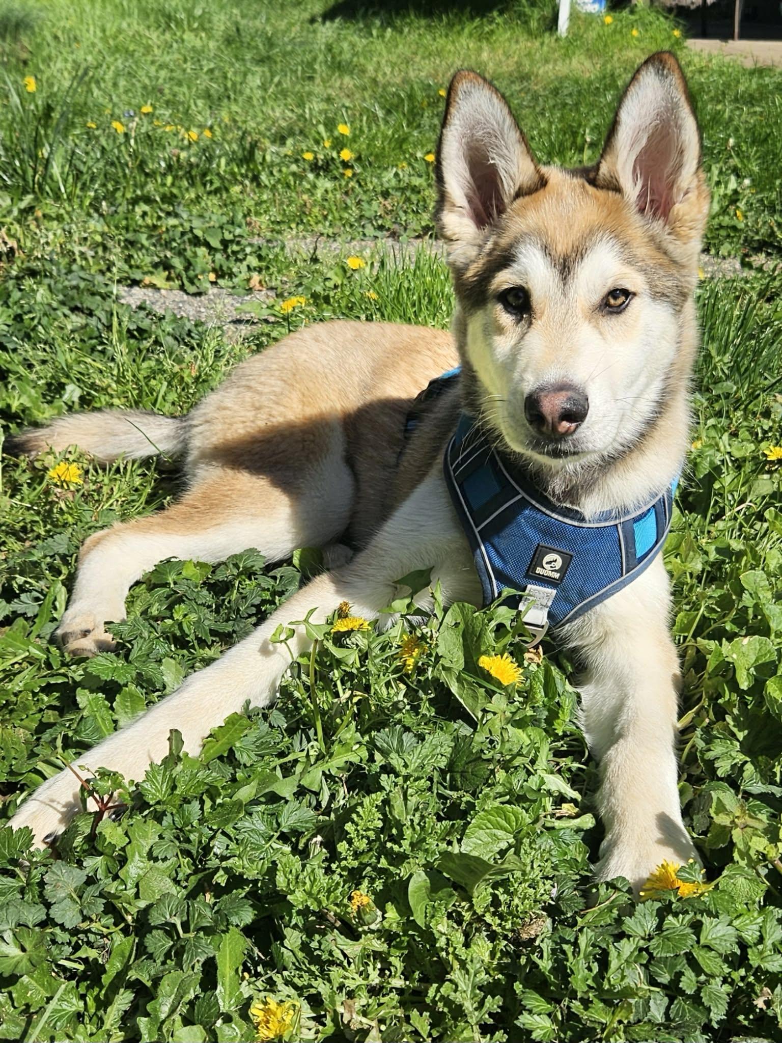 Enlarge Leo, a ADOPTABLE mixed breed in Vancouver , WA image 4/6
