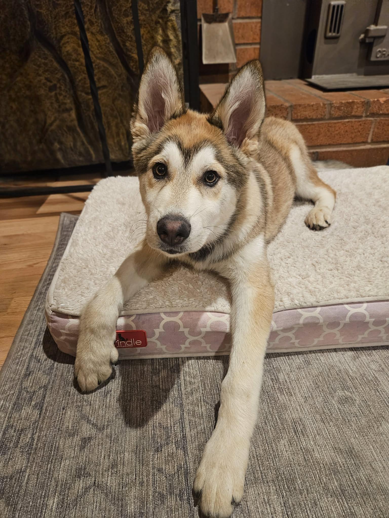 Enlarge Leo, a ADOPTABLE mixed breed in Vancouver , WA image 3/6