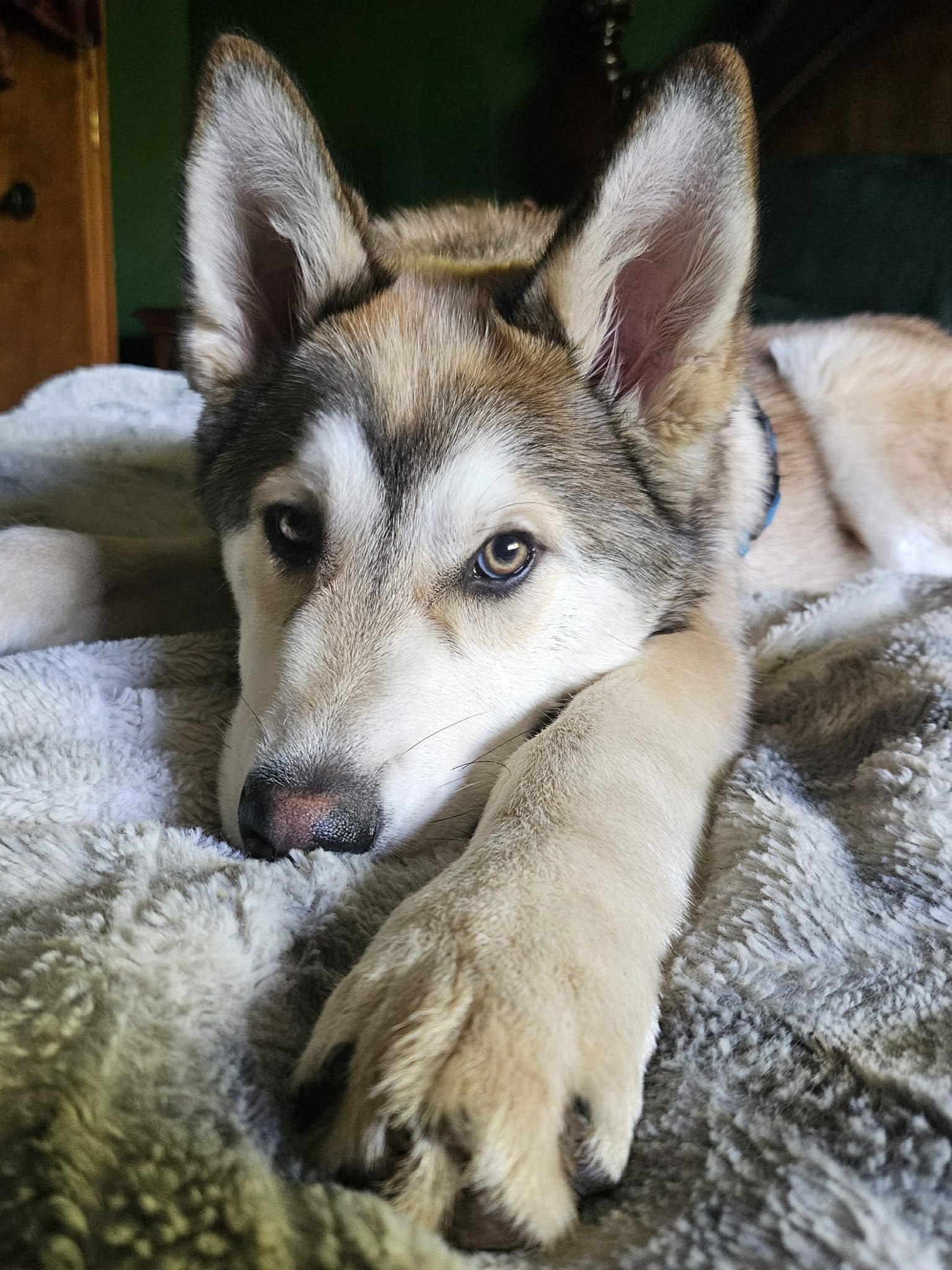 Enlarge Leo, a ADOPTABLE mixed breed in Vancouver , WA image 2/6