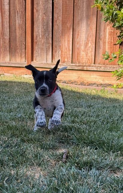 Minnie, an adopted mixed breed in Redwood City, CA image 4/6