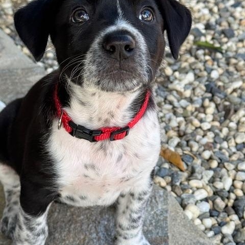 Minnie, an adopted mixed breed in Redwood City, CA image 5/6