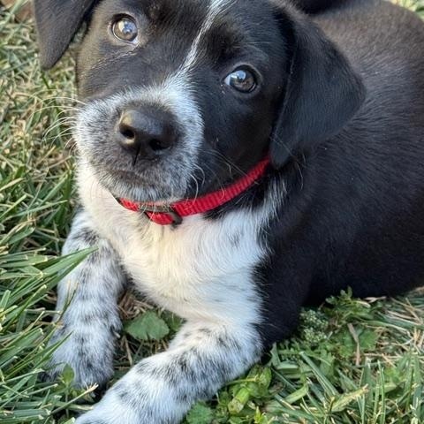 Minnie, an adopted mixed breed in Redwood City, CA image 1/6