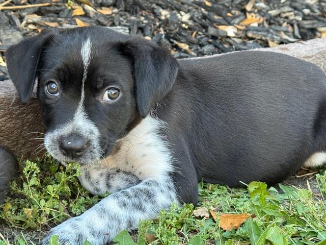 Minnie, an adopted mixed breed in Redwood City, CA image 6/6