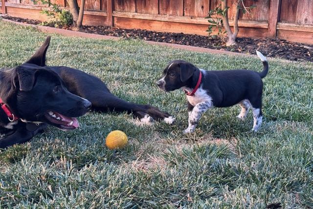 Minnie, an adopted mixed breed in Redwood City, CA image 3/6
