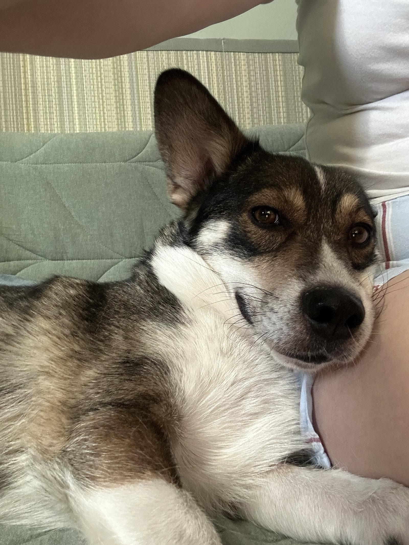 Sandy B, Adoptable, Adult Female Corgi.