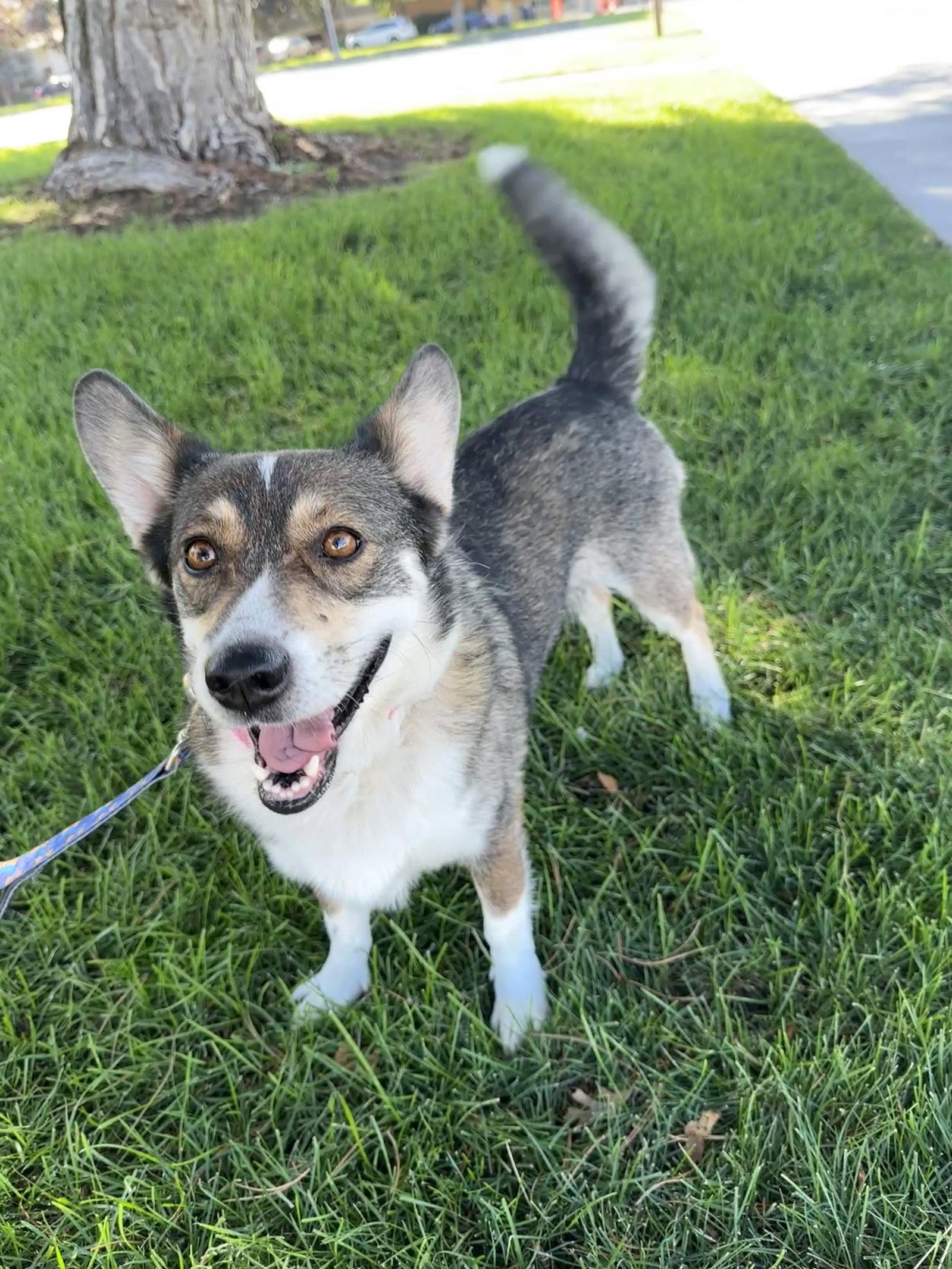 Enlarge Sandy B, a Adoptable Corgi in Salt Lake City, UT image 3/3