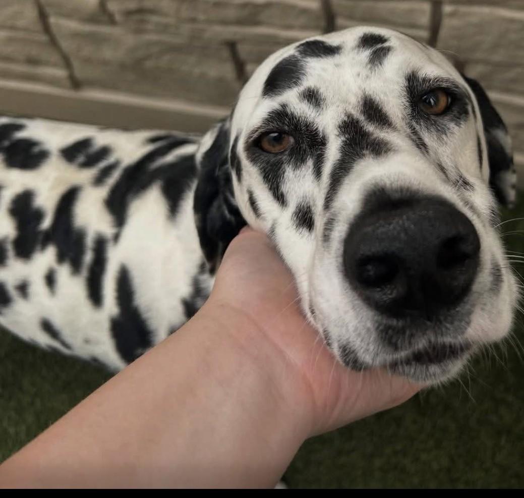 Opal-East Patchogue, NY, a Adoptable Dalmatian in East Patchogue, NY image 3/6