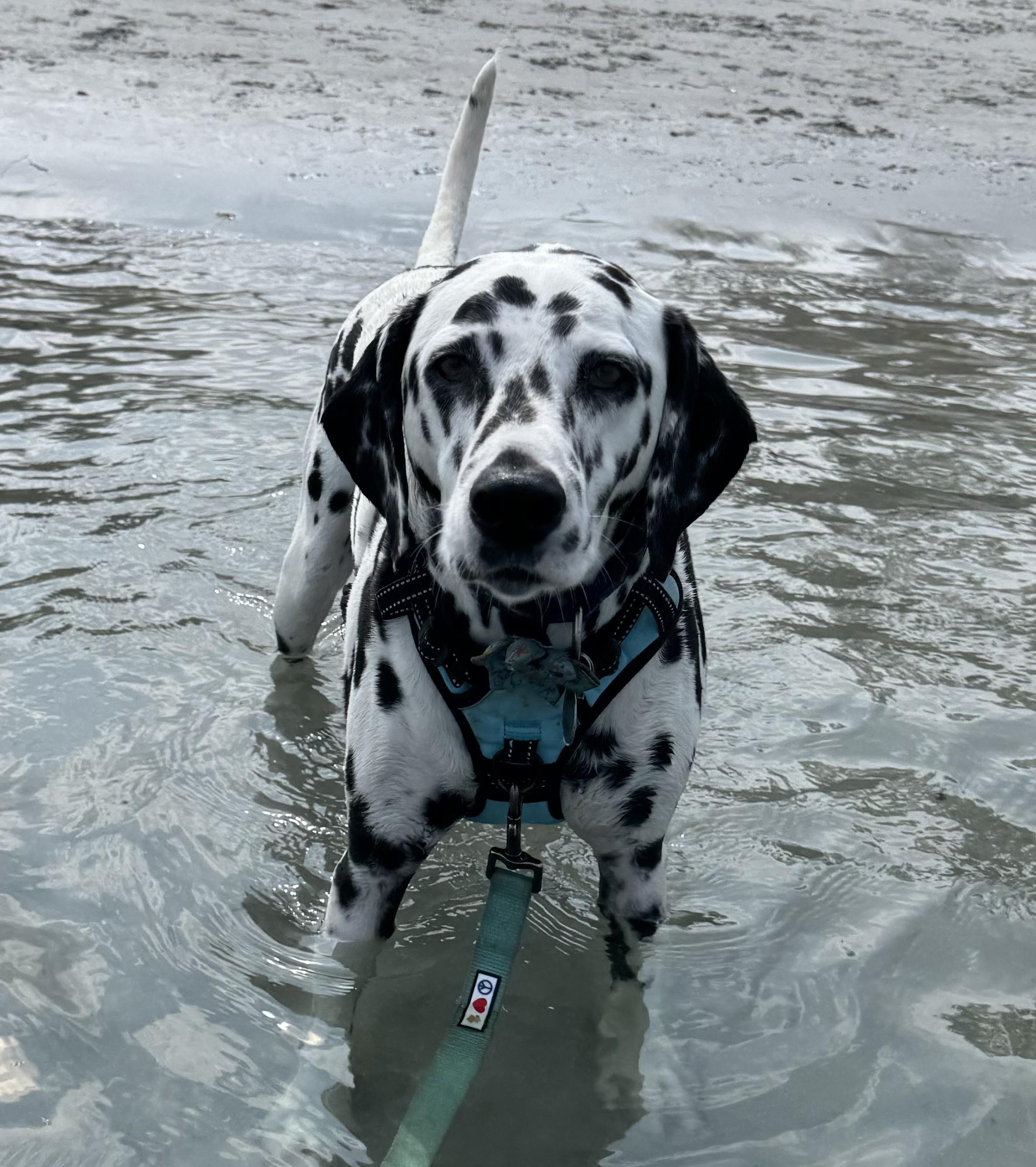 Opal-East Patchogue, NY, a Adoptable Dalmatian in East Patchogue, NY image 2/6