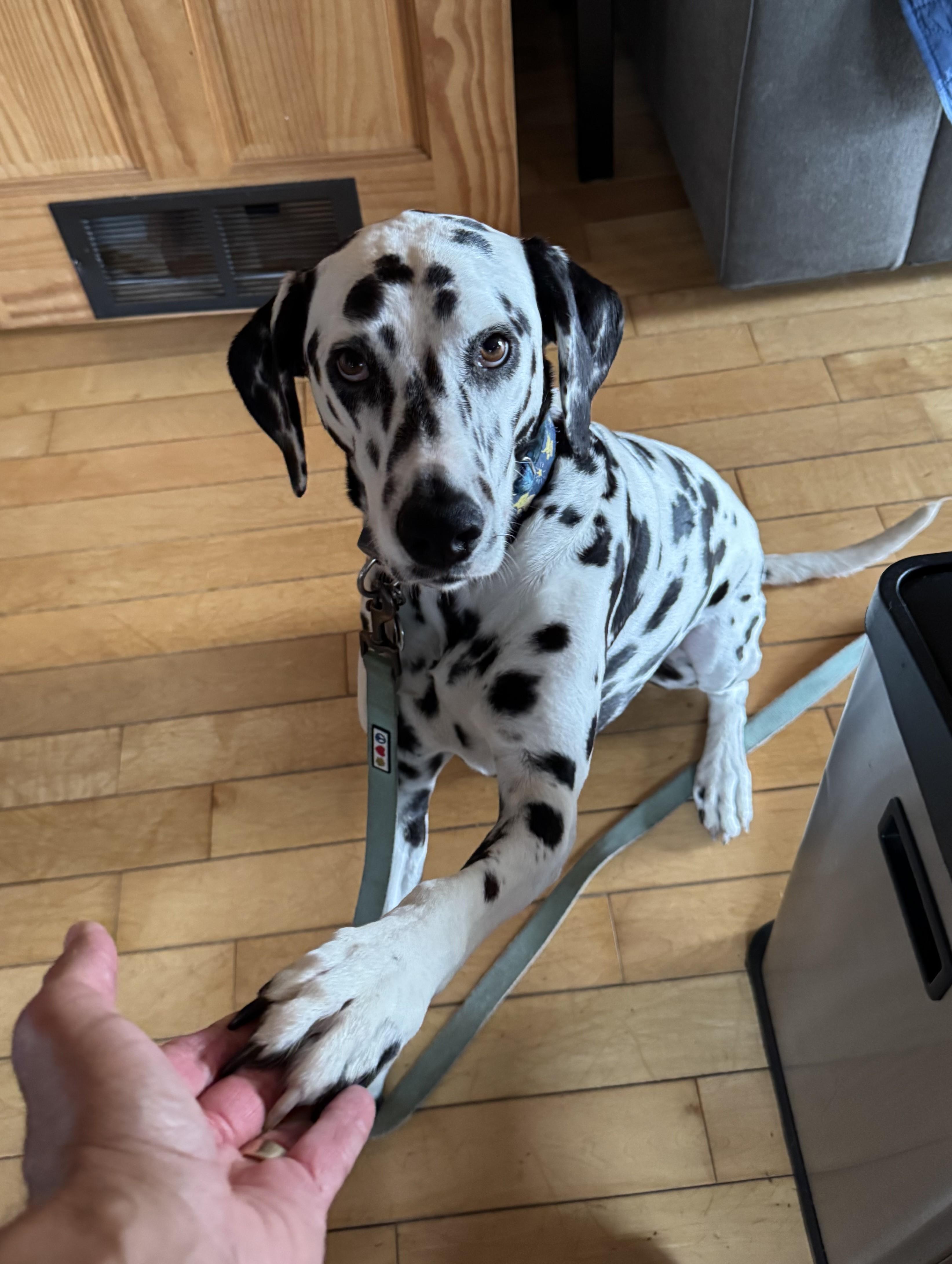 Opal-East Patchogue, NY, Adoptable, Adult Female Dalmatian.