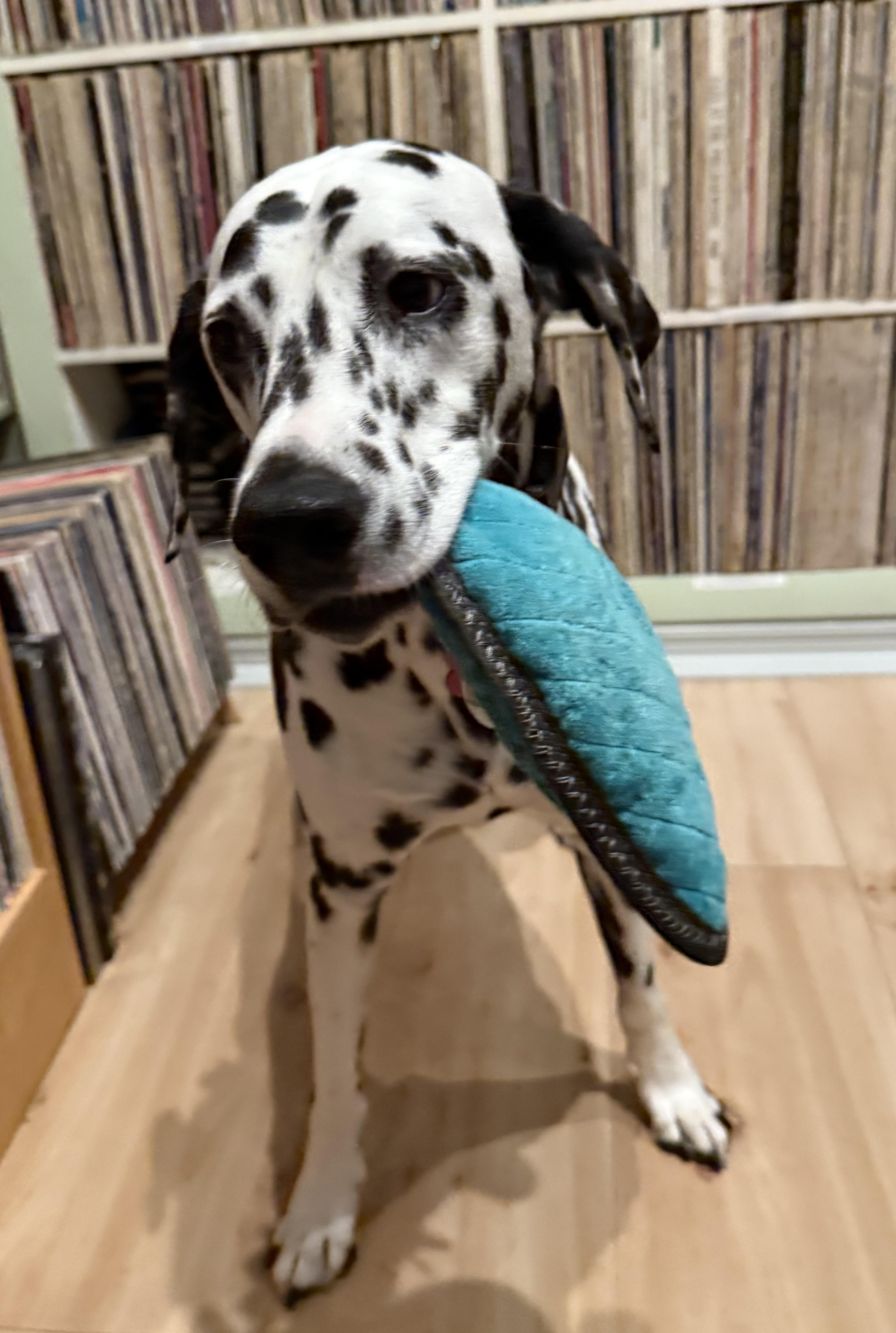 Opal-East Patchogue, NY, a Adoptable Dalmatian in East Patchogue, NY image 4/6