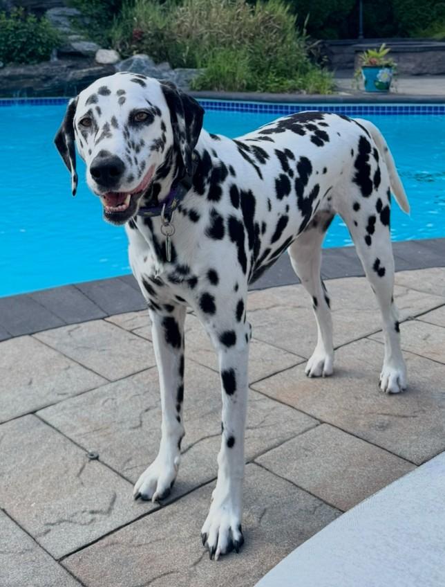Opal-East Patchogue, NY, a Adoptable Dalmatian in East Patchogue, NY image 5/6