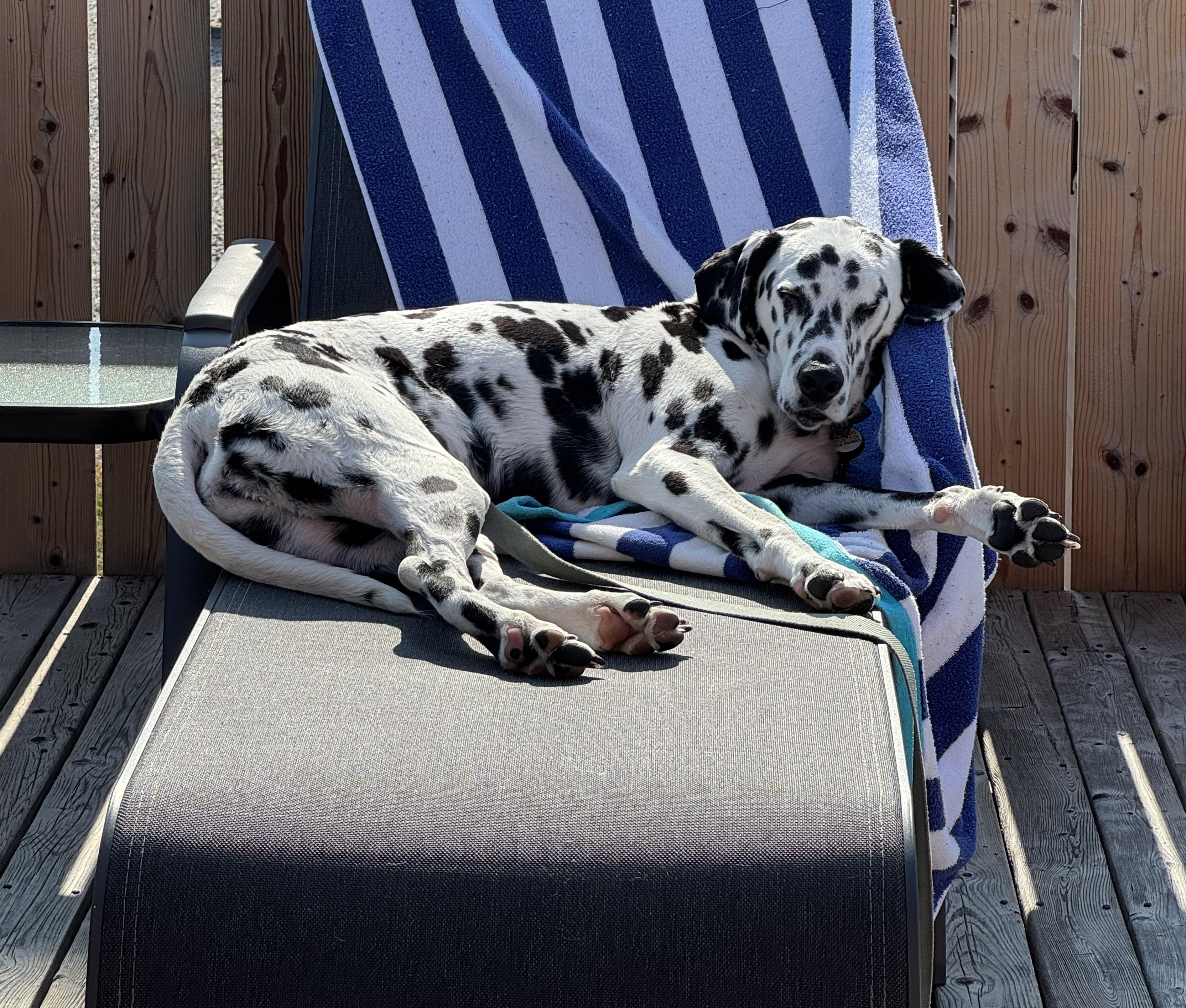Opal-East Patchogue, NY, a Adoptable Dalmatian in East Patchogue, NY image 6/6