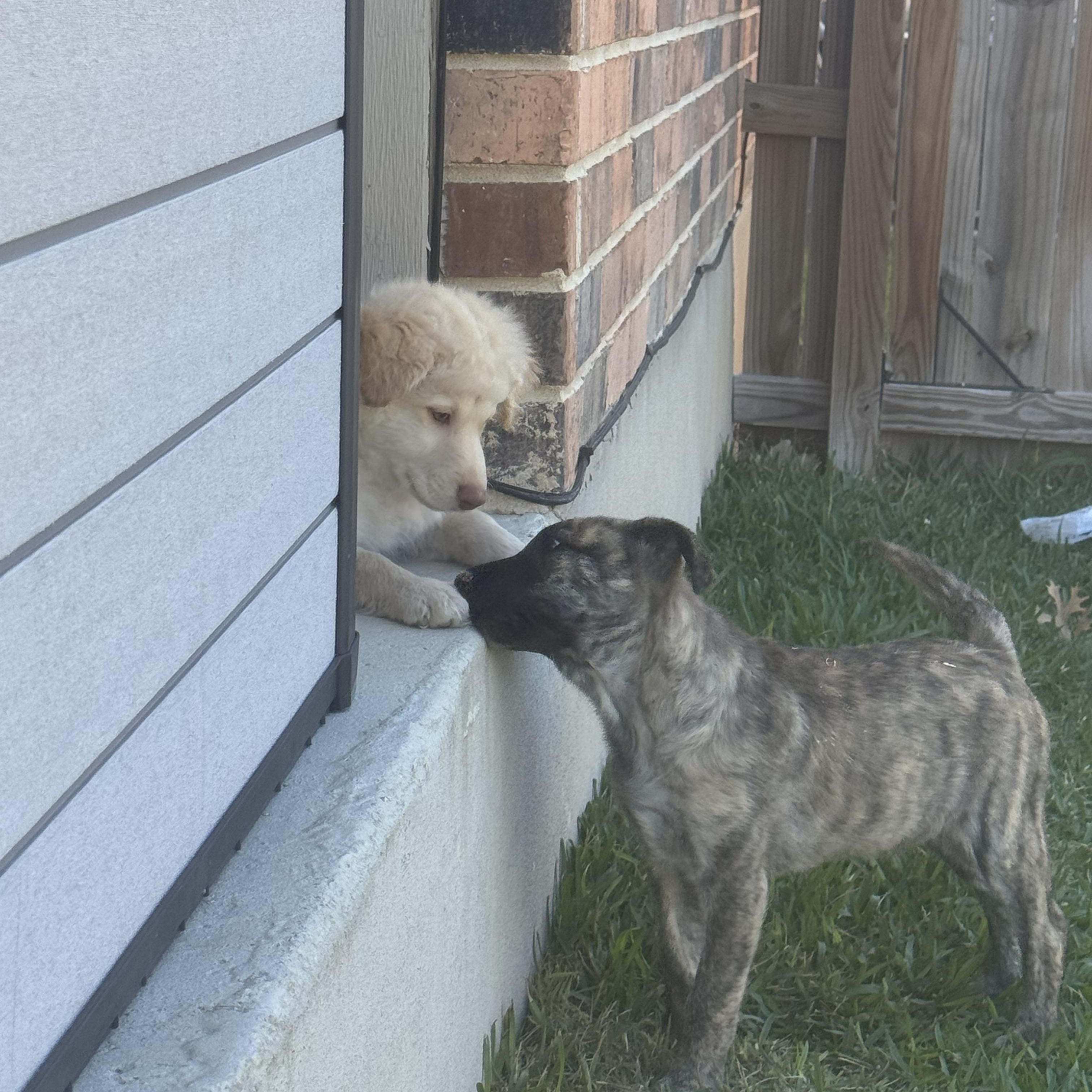 Enlarge Polar Bear, an adopted mixed breed in Catonsville, MD image 5/6