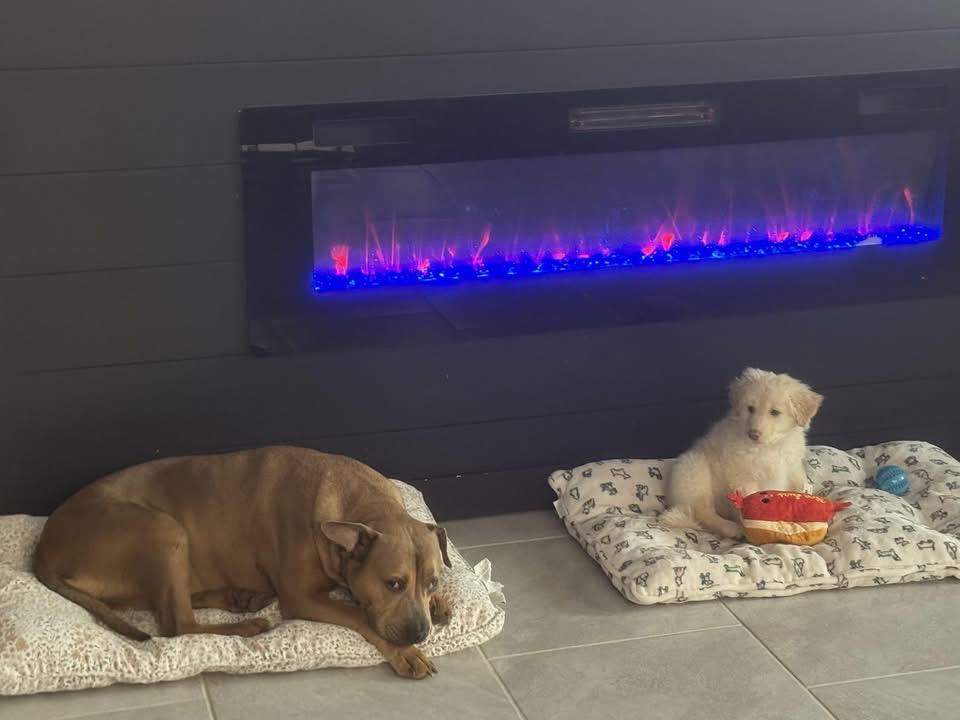 Enlarge Polar Bear, an adopted mixed breed in Catonsville, MD image 3/6