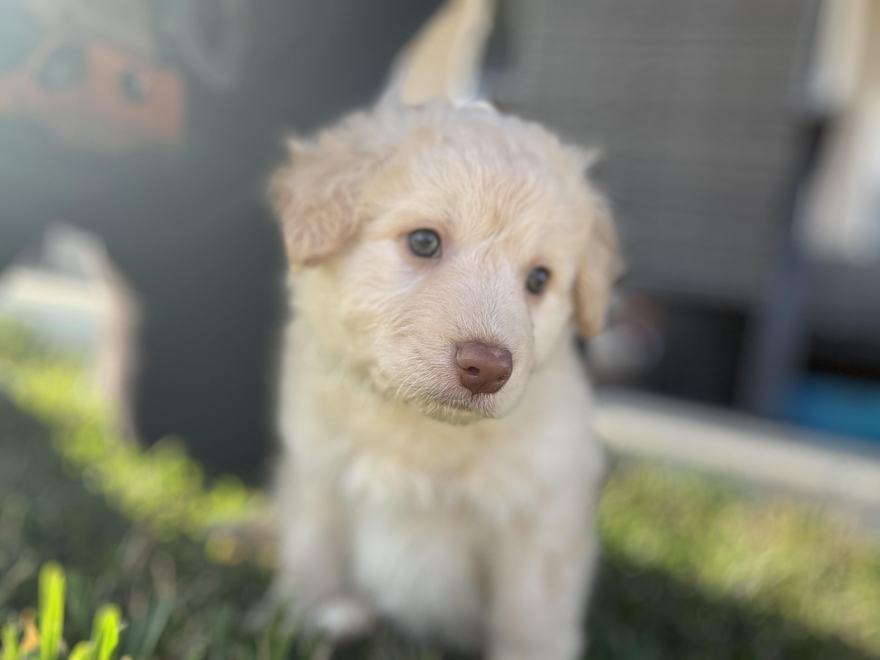 Polar Bear, adopted, Puppy Male Terrier & Standard Poodle.