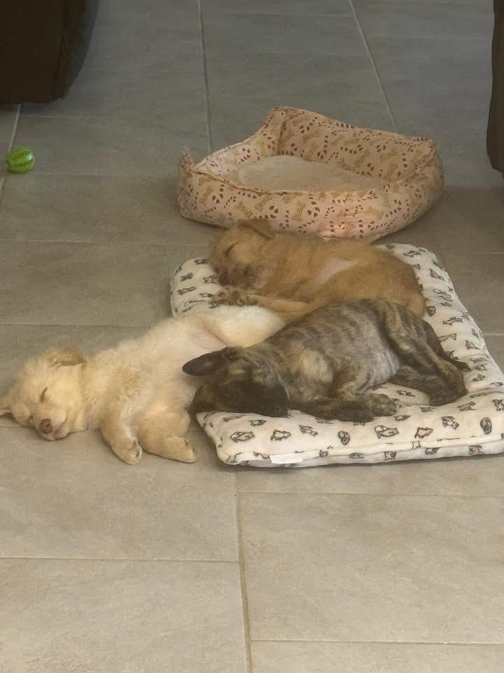 Enlarge Polar Bear, an adopted mixed breed in Catonsville, MD image 4/6