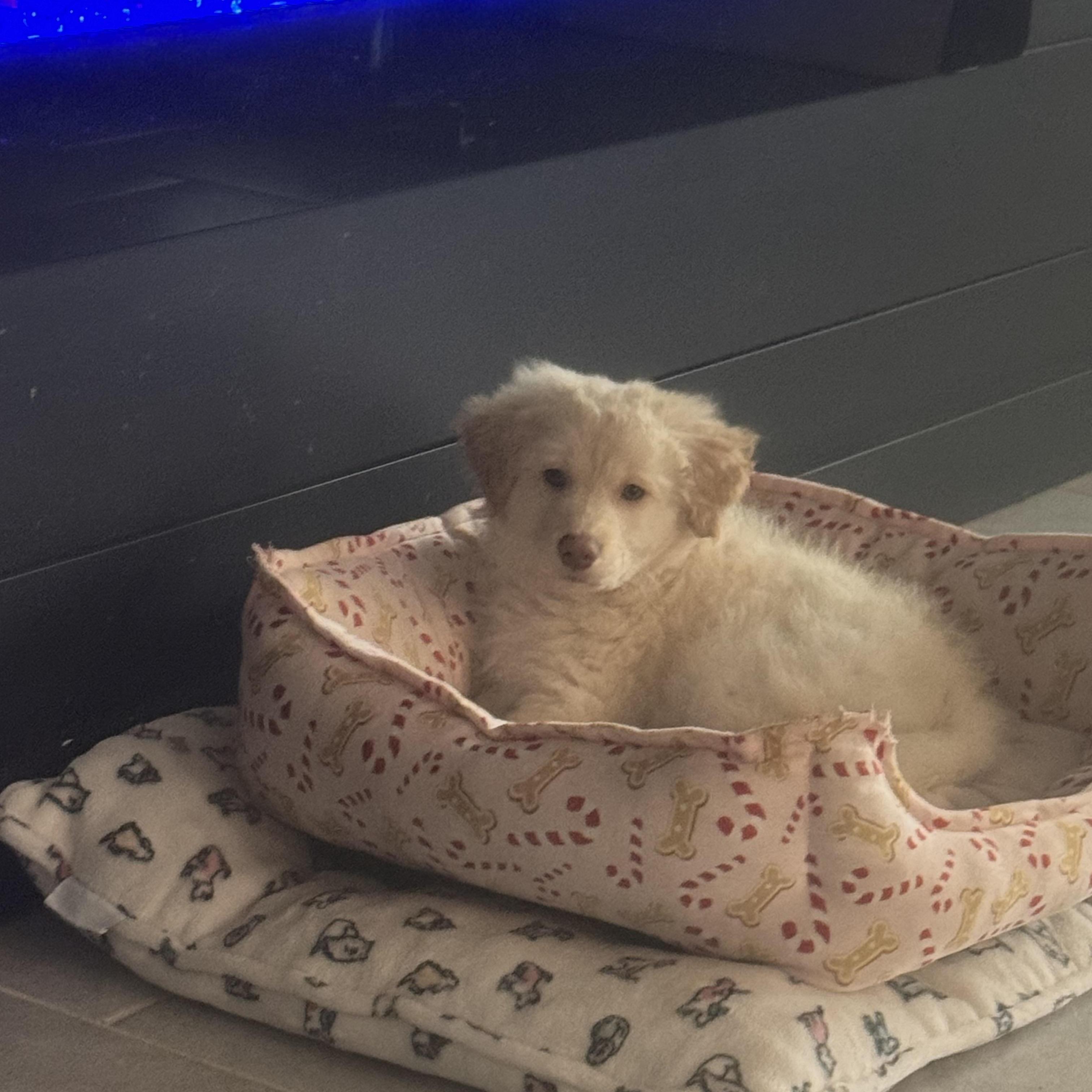 Enlarge Polar Bear, an adopted mixed breed in Catonsville, MD image 2/6