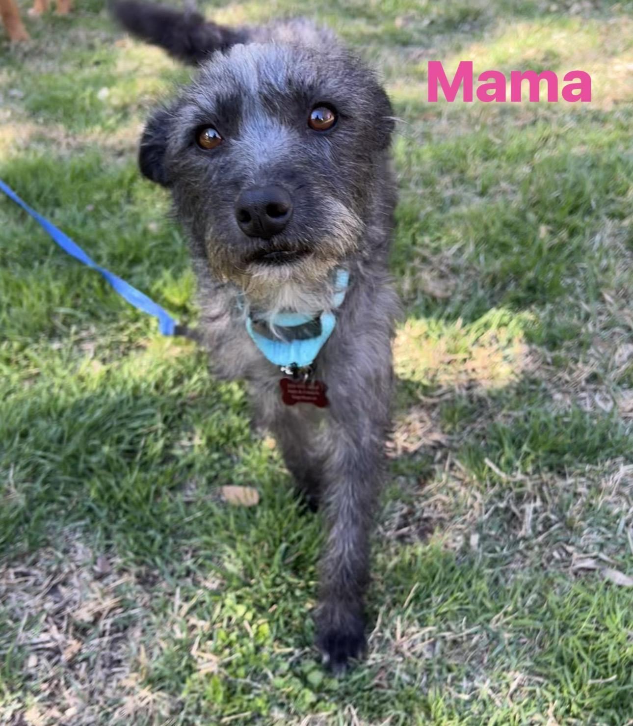 Enlarge Polar Bear, an adopted mixed breed in Catonsville, MD image 6/6