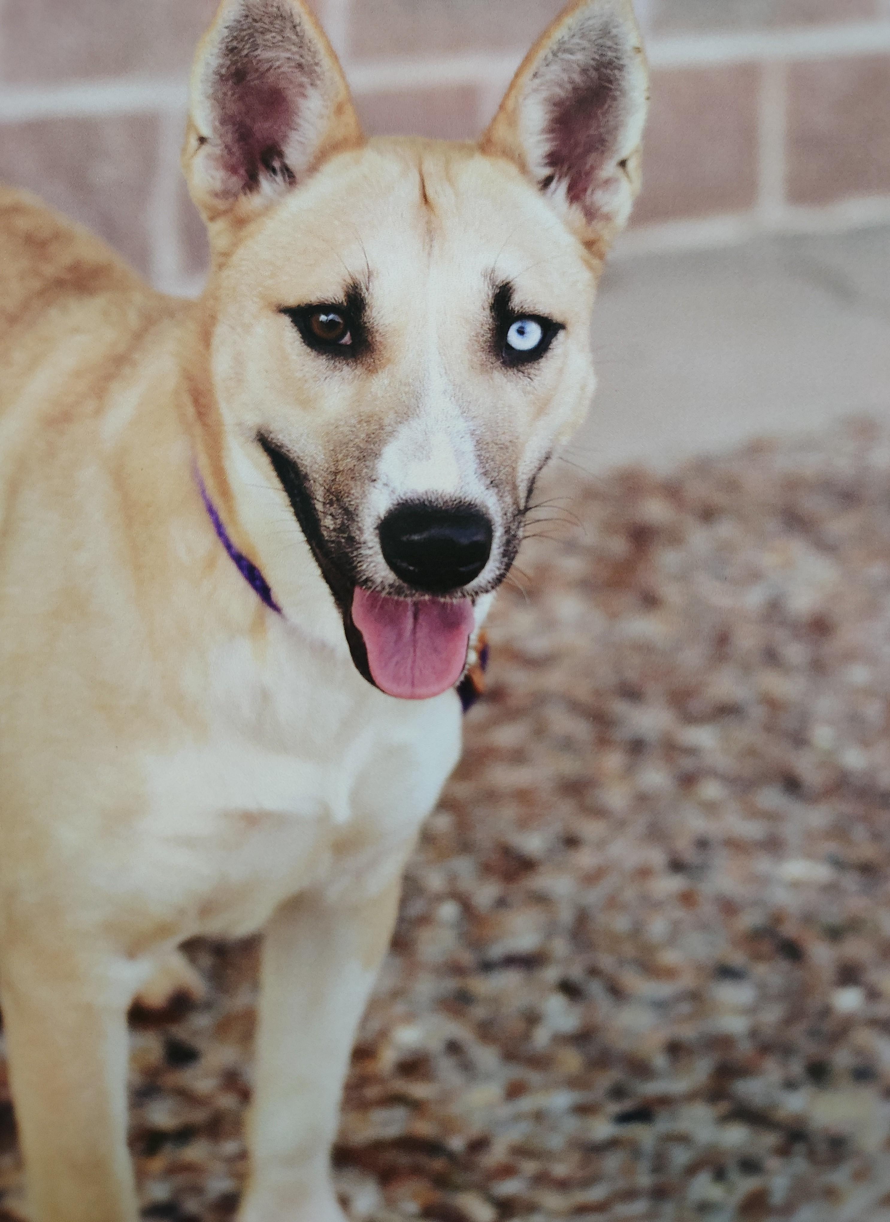 Enlarge Sugar, a Adoptable mixed breed in Huntsville , TX image 1/1